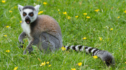Ring-tailed lemur eating fruit