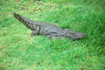 Crocodile