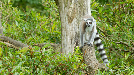 Ring-tailed lemur in captivity