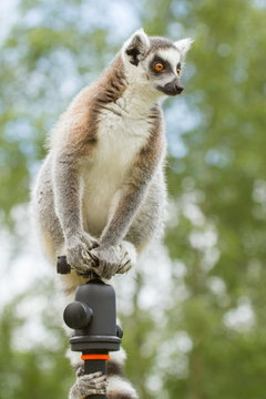 Ring-tailed lemur sitting on tripod