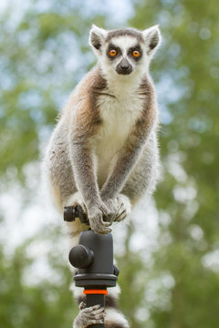 Ring-tailed lemur sitting on tripod