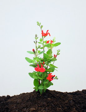 jeune plante fleurie sur terreau