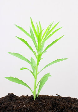 jeune plantule