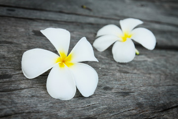 Obraz premium white tropical flower on the grunge old wood background