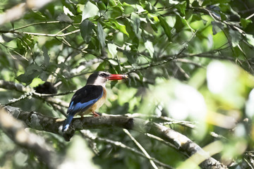 Braunkopfliest