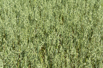 with growing field of oats