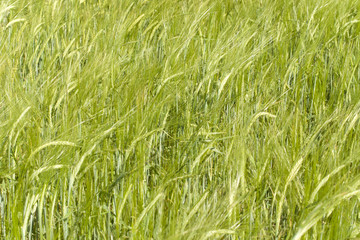 Ripening ears of wheat