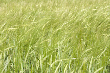 Ripening ears of wheat