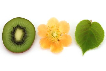 Fototapeta na wymiar Kiwi flower, kiwi leaf and kiwi fruit