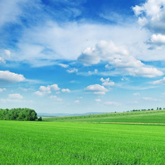 Obraz premium Green spring meadow