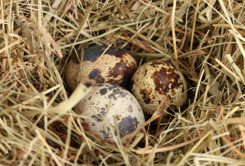 Naklejka na ściany i meble quail eggs in a nest of hay close-up