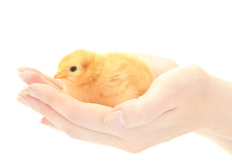 beautiful little chicken on hands isolated on the white