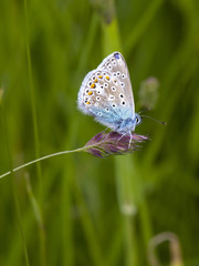 common blue butterfly