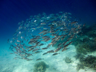 School of fish,Maldives