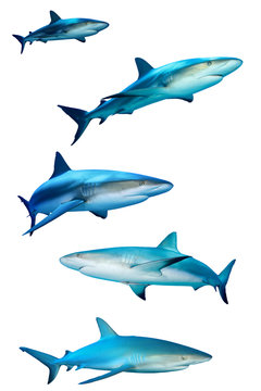 Sharks isolated on white background