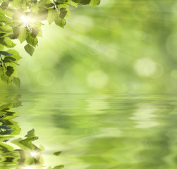 Fresh green leaves over water