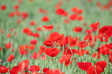 Fototapeta premium poppy and green wheat