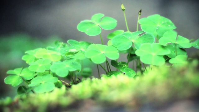 clover