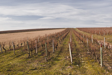 Vineyards of chenonceau