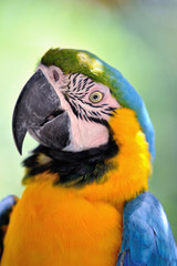 ルリコンゴウインコ