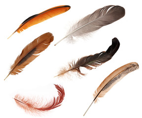 set of six color feathers