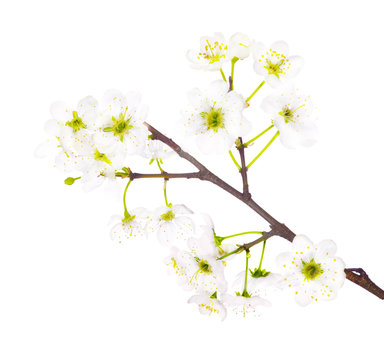spring white cherry floral branch