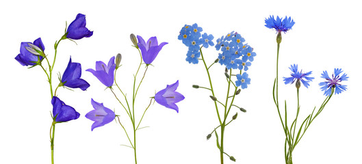 blue flowers collection isolated on white