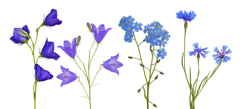 Blue Flowers Collection Isolated On White