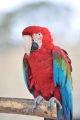 アカコンゴウインコ