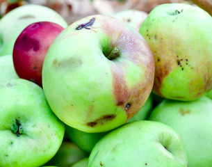 Apples in the autumn garden