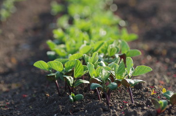 大豆の新芽