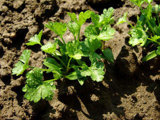 parsley seedlings after watering
