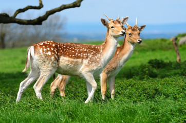 Fallow Deer