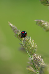 カモガヤとナミテントウ　 ‐Harmonia axyridis‐