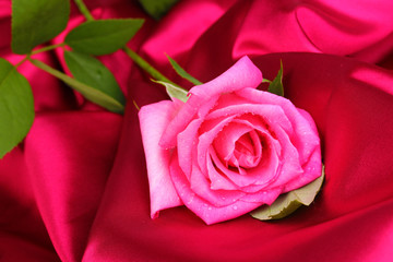 Beautiful rose on dark pink cloth
