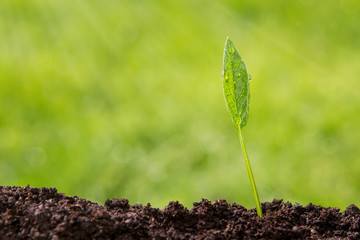 Small plant growing up over defocused nature background