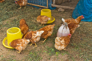 A group of  chickens peck for feed on the ground