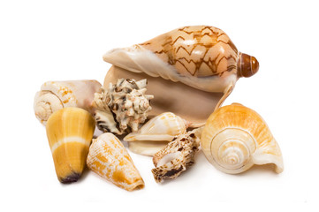 seashells isolated