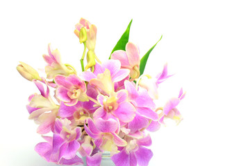 Fototapeta premium Dendrobium Phalaenopsis