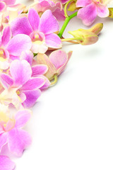 Obraz premium Dendrobium Phalaenopsis