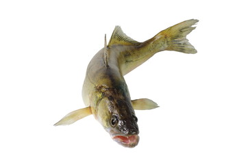long zander