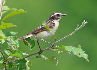 Bird Whinchat on a branch green background