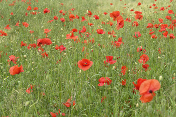 Fototapeta na wymiar Mohnblumen