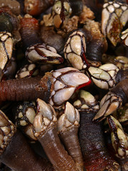 percebes