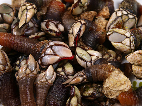 percebes
