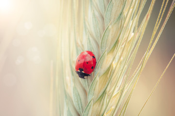 Fototapeta premium Ladybug on a spike