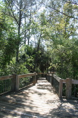 Bridge to the swamp. Mount Pleasant Palmetto Islands County Park
