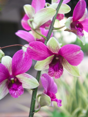 Orchids