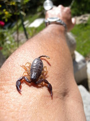 Scorpion sur bras d'homme