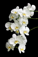 Naklejka na ściany i meble Biała orchidea na czarnym tle
